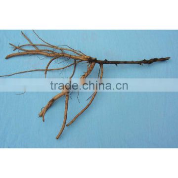 Tree Peony Plant Root 3 years old 1 shoots (branches)
