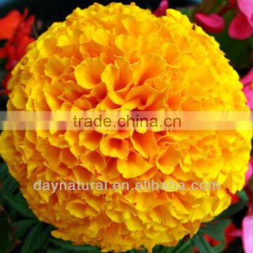 Oil Soluble Liquid Lutein Extract from Marigold Flower - Natural Color