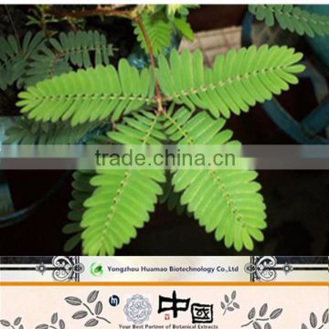 Buying online in china mimosa hostilis extract powder