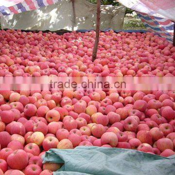 new crop fuji apple