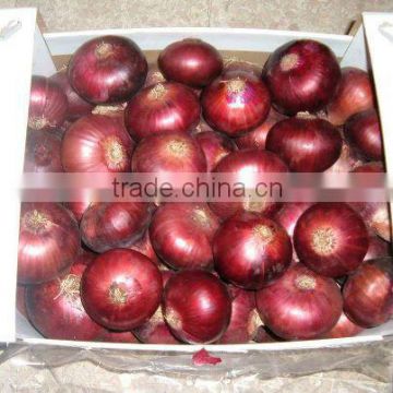 onion ( Red - Yellow - White - spring onion )