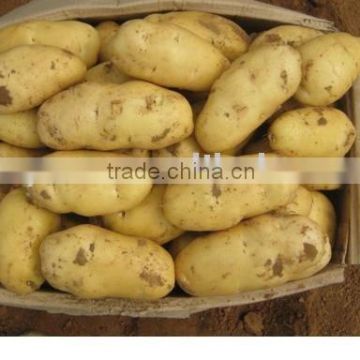 2011 Fresh potato