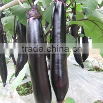 Hybrid eggplant seeds for growing 2601