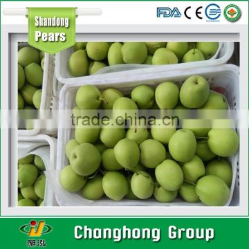 2015 Fresh Shandong Pear/shangdong pear