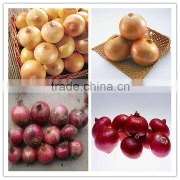 chinese red onion/yellow onion