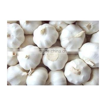 Common Cultivation Liliaceous Vegetables fresh garlic