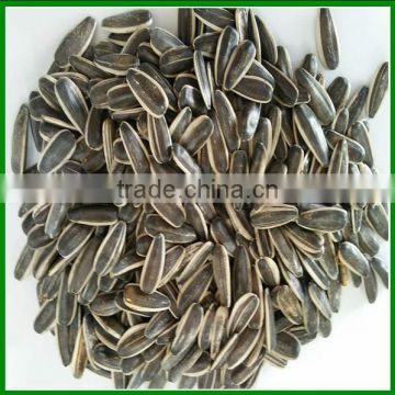 Sale Best Quality 363 Raw Sunflower Seeds Count 250 pieces Per 50 Gram