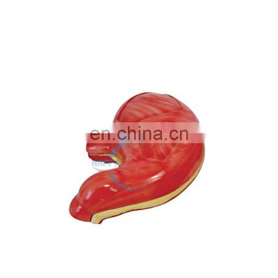 HC-S250 Medical teaching model science human magnified organ  PVC stomach anatomical model stomach model