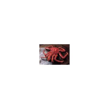 Sell Chilean King Crab (Chile)