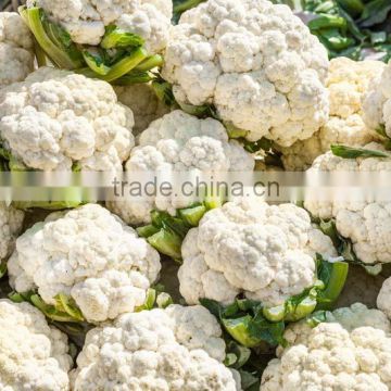 New crop frozen cauliflower