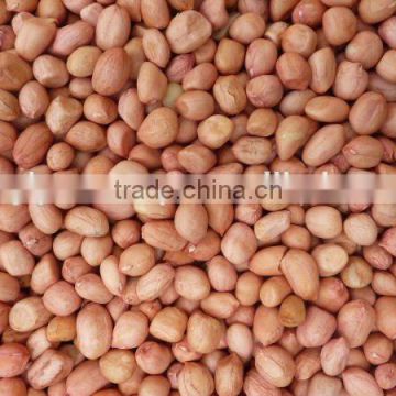 High Quality Red skin peanuts FOR SALE PEANUT JAVA 70-80 COUNT