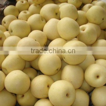 best price of chinese ya pear