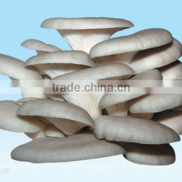 2015 oyster mushroom/Pleurotus ostreatus with ISO, HACCP and GAP certification