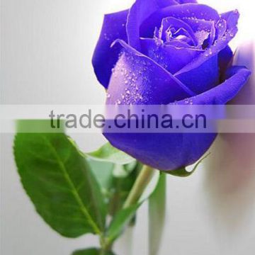50cm-80cm stem fresh flowers fresh cut Roses on sale