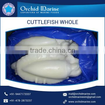 Quality Proven Range of Whole Round Cuttlefish at Competitive Rates