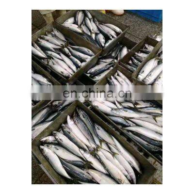 Chinese canned mackerel