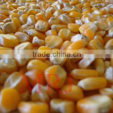 Yellow Corn/Maize