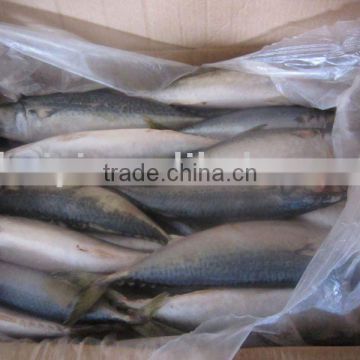 300-500g frozen mackerel Land nov