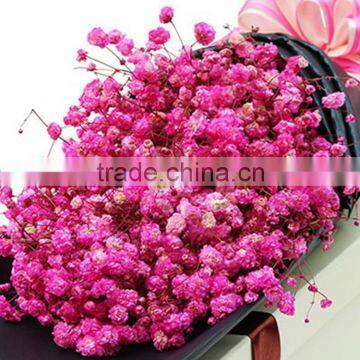 Fresh cut promotional long stem gypsophila fresh flower