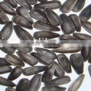 Sunflower seed in high quality, oil seeds