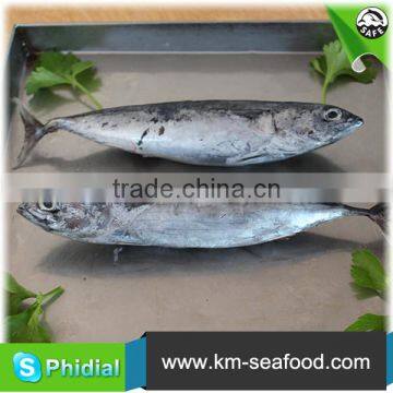 Whole Frozen Bonito Skipjack Fish Sale