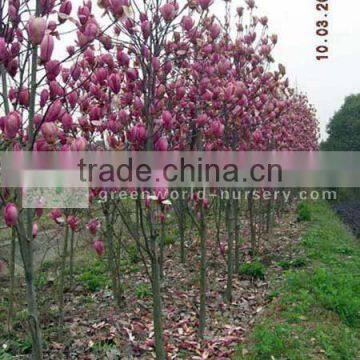 Magnolia denudata flower