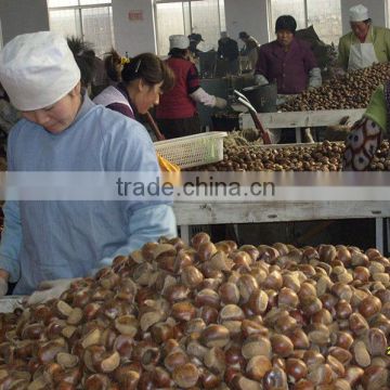 Chestnut from China/Chestnut for sale/New crop chestnut
