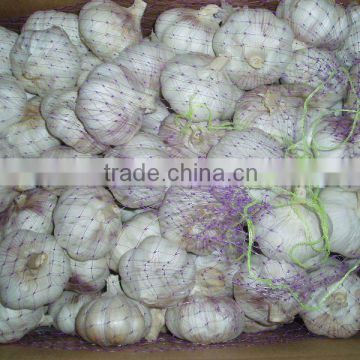 normal white garlic as big sale in 2012 new year