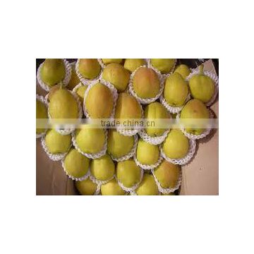 Delicious Fragrance Korla Pear with good quality and competitive price