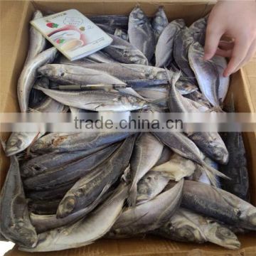 Sea Frozen 100-150g Horse mackerel or sacd from China