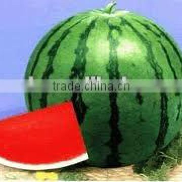 Triploid Style globe shape productive seedless watermelon seeds