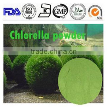 ISO 13 years factory supply Fresh Chlorella powder