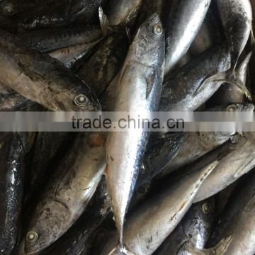 for canning low price 200g fresh frozen bonito tuna