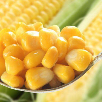 Quality Freshly Promoted Sweet Corn Chinese Exports Natural Fresh Sweet Corn Food Prices