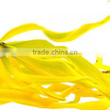 100% Natural And Pure Ylang-Ylang Essential Oil From BORG EXPORT