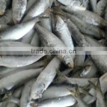 All types Of Sardine Fishes From China