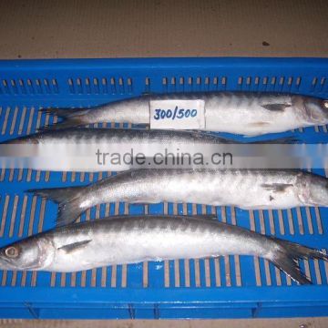 SELL:FROZEN BARACUDA WHOLE IQF FOR IMMEDIATE SHIPMENT