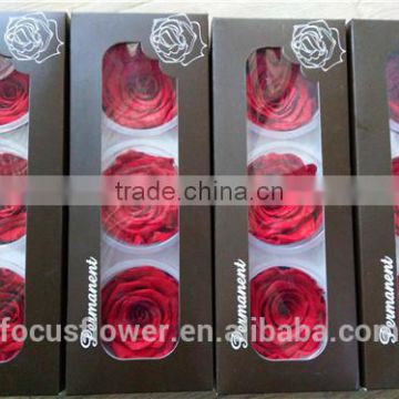 6-7 cm preserved rose big bud red rose with A grad quality from Kunming
