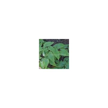 Epimedium Leaf Extract/Epimedium Sagittatum/Icariin