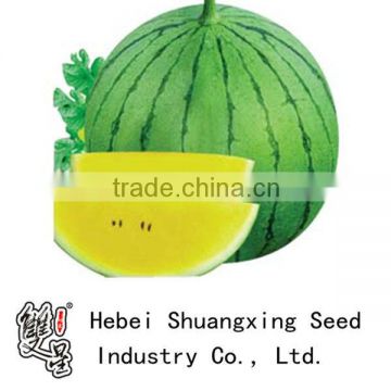 Huangjiao round shape yellow flesh hrbrid f1 watermelon seeds