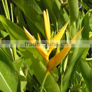 Hot sell 2016 Strelitzia reginae and other fresh cut foliage plants fillers from China