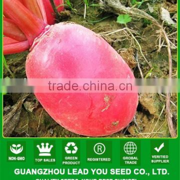 MR04 Hongpeng op red radish seeds from chinese vegetable seeds