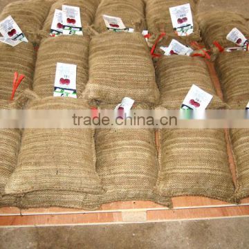 Chinese fresh chestnut for sale