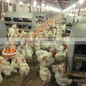 Automatic High Quality Poultry Rearing Equipment for Broiler