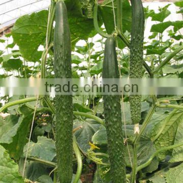 HCU02 Xuanbu 28 to 35cm in length,chinese OP cucumber seeds in vegetable seeds