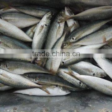 Horse mackerel frozen seafood small eye horse mackerel fresh