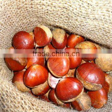 2015 new crop of the chestnut with highest quality