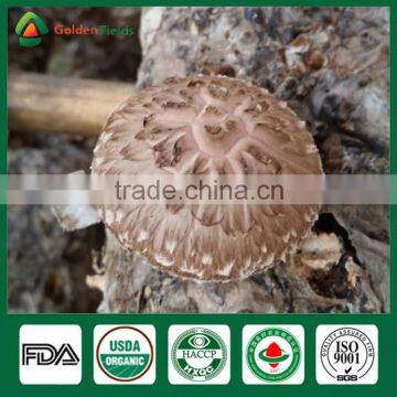 Flower Shiitake Mushrooms,Shiitake Mushroom Spawn,Mushroom Growing