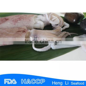 sea frozen loligo squid