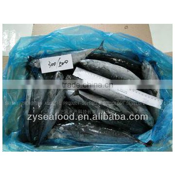Best Price Seafood Frozen Bonito 300 +